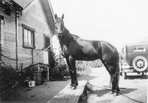1947 Merna's horse Firefly tied up at the little house