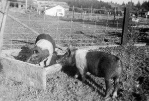 1947-04 Seafoam Farmbloc Fae and Seafoam Farmbloc Baloni - Bob Hansen's FFA pig project